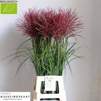product/img.floraplaza.nl/108168-90-LIVE_fotos-0x025C333D4EA9D5FBD44D953B0A9A9D64CDD4665B.jpg