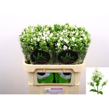 product/img.floraplaza.nl/10833-70-LIVE_fotos-0xCFFC70B8E3B6B8890A919B4722F9D648D4907899.jpg
