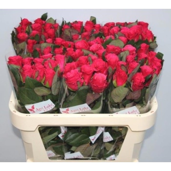 product/img.floraplaza.nl/108354-70AGRI-LIVE_fotos-0x5D05E57D4C84D30657DB5FE47B721E77D3DF2D8D.jpg