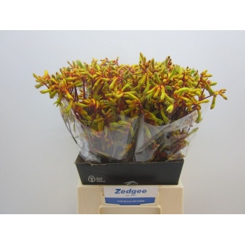 product/img.floraplaza.nl/10896-50-LIVE_fotos-0x2F8ACF6E3BB2A9D5A86B152CAA96857CCC13FC8C.jpg