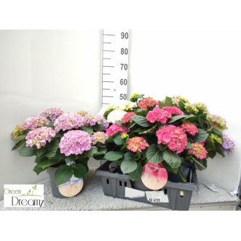 product/img.floraplaza.nl/109029-23-LIVE_fotos-0xD5ABD5CA8087058861942DAEC2FF9A44B22E7CEF.jpg