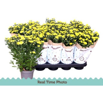 product/img.floraplaza.nl/109047-12-LIVE_fotos-0xAA9EE7B737D4C37FB09D560BC64C0AB737EA6334.jpg
