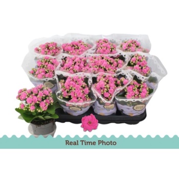 product/img.floraplaza.nl/109446-9-LIVE_fotos-0x2017B3EB0F53FA9560EA57F49199CC85C760483F.jpg