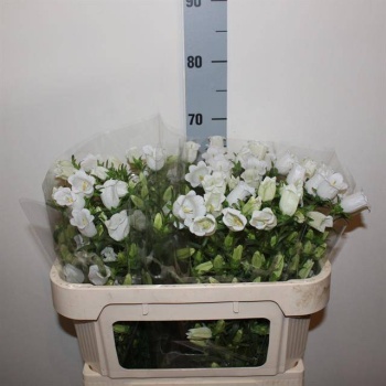 product/img.floraplaza.nl/109513-65-LIVE_fotos-0x0B86CEDB7D0842DDE53EEE8F3092D251D39A6DDA.jpg