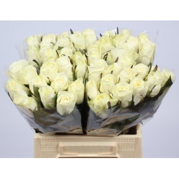 product/img.floraplaza.nl/109552-40-LIVE_fotos-0x1E54FD5C6FBFB98BD2DCCCF406FD8837EF852602.jpg