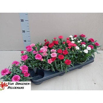 product/img.floraplaza.nl/109599-510-LIVE_fotos-0xD641EE59144CAD7855A424A0B45D387448C9EF43.jpg