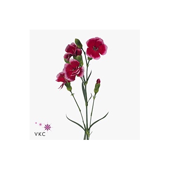 product/img.floraplaza.nl/109694-ART_Fotos-VBN-vbn109694.jpg