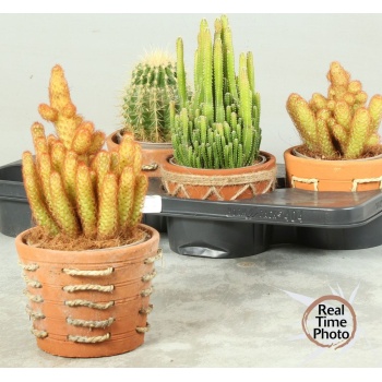 product/img.floraplaza.nl/110038-14-LIVE_fotos-0xD278EAD08770CC3CA3A238CDD3535AA0A05655D3.jpg