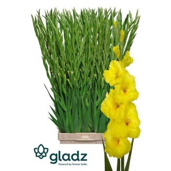 product/img.floraplaza.nl/110093-120-LIVE_fotos-0x9763DF5406BA754FAAEDF97E824DE8D16ED498A3.jpg