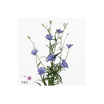 product/img.floraplaza.nl/110138-50-ART_Fotos-VBN-vbn110138.jpg