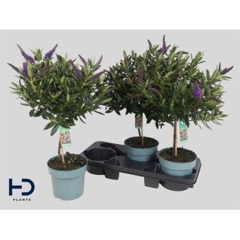 product/img.floraplaza.nl/110393-17-LIVE_fotos-0x4DBD6522BFFEFB4EFBFD6CACA68A7AE24139BBB7.jpg
