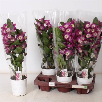 product/img.floraplaza.nl/11046-12-LIVE_fotos-0x8C500DCFFBDBD55D5FB10681EEA46B5147271A38.jpg