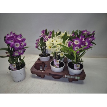 product/img.floraplaza.nl/11046-12-LIVE_fotos-0xC383BF6EF06E44934AEEE1AABCCAC9A3C3BCE4A2.jpg