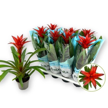 product/img.floraplaza.nl/110759-14-LIVE_fotos-0x2CFE5544F694654D2D5FB97103413FA43AAB3CFF.jpg