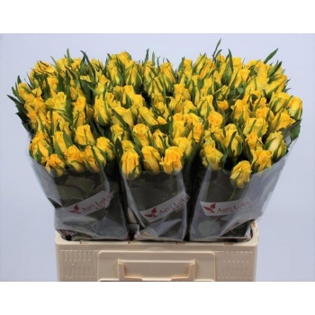 product/img.floraplaza.nl/111071-60AGRI-LIVE_fotos-0x7665D26EC9D45CBEE9164243C198CDA88901DF9D.jpg