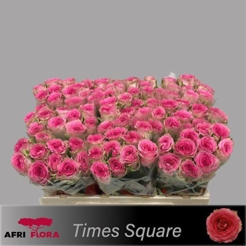 product/img.floraplaza.nl/111146-5AFRI-LIVE_fotos-0x0C37453831FF007C4C4ABB97A6FBB6A29E293245.jpg
