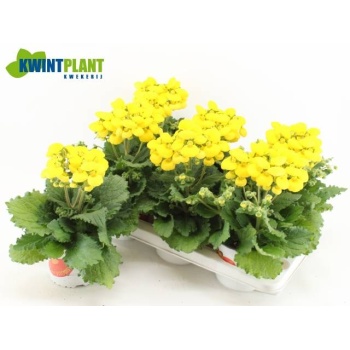 product/img.floraplaza.nl/111196-15-LIVE_fotos-0x3DE2BF2F03748C5C7EE67C857C37C56ED85DE61A.jpg