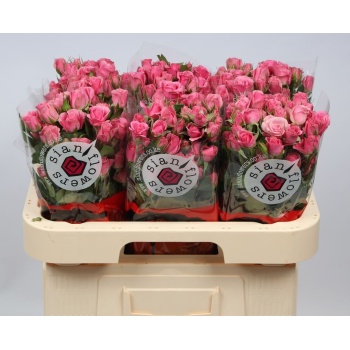 product/img.floraplaza.nl/111319-60-LIVE_fotos-0x8FF19D7CACF6BD7162FB059E8AB9A8A638E6966E.jpg