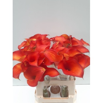 product/img.floraplaza.nl/111336-60-LIVE_fotos-0xE4DCC802090FCAB58C683BAA7C61183215B6618E.jpg