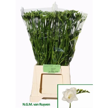 product/img.floraplaza.nl/111399-54-LIVE_fotos-0xA6B8BE8DC3FAB56625E463636FE8ED492B9BA502.jpg