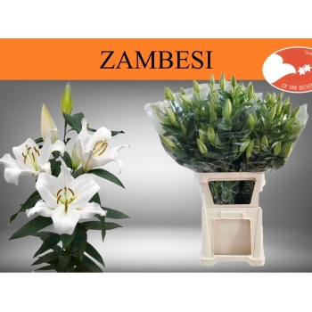 product/img.floraplaza.nl/111709-85-LIVE_fotos-0xC699D6FED4B38C0CBB7952E9C76A73D66978285A.jpg