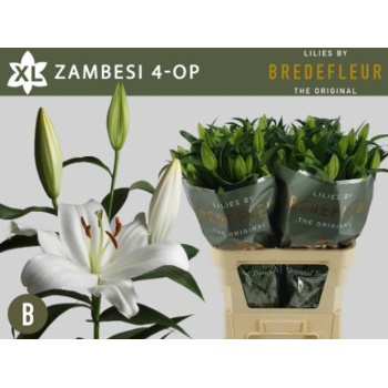 product/img.floraplaza.nl/111709-90-LIVE_fotos-0xB9BAE0BE3E863CF6E1D19558F5177E15AAE5EF53.jpg