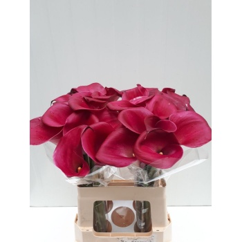 product/img.floraplaza.nl/111744-60-LIVE_fotos-0xBD96BD4C5E278C96281680B2037A19450067EA3A.jpg
