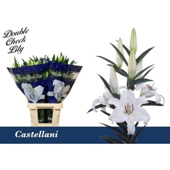 product/img.floraplaza.nl/111813-100-LIVE_fotos-0x987C1939231F04FD272934E6005B715543B7356B.jpg product/img.floraplaza.nl/111813-100-LIVE_fotos-0x987C1939231F04FD272934E6005B715543B7356B.jpg