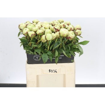 product/img.floraplaza.nl/111932-60-LIVE_fotos-0xABC4C86010C8899D1140D800966BC96A7FA4D2E1.jpg
