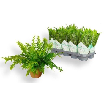 product/img.floraplaza.nl/112016-12-LIVE_fotos-0xD266668AFFE111A57756FE4FF42B265F74D4DE9B.jpg