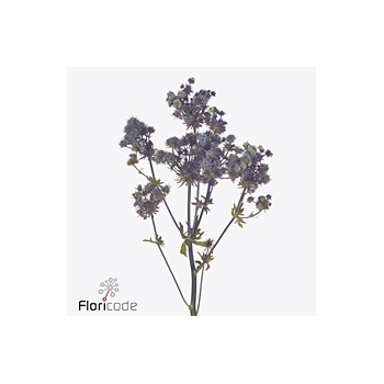 product/img.floraplaza.nl/112141-50-ART_fotos-VBN-vbn112141.jpg