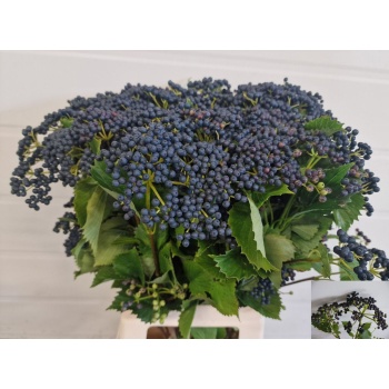 product/img.floraplaza.nl/112204-65-LIVE_fotos-0xBC391D6AED72399926E2A38E8360B20815F97D37.jpg