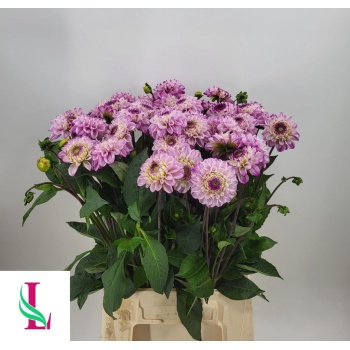 product/img.floraplaza.nl/112211-45-LIVE_fotos-0x056DD77F5890D92CDBF6BE56A58E936BD16882CA.jpg