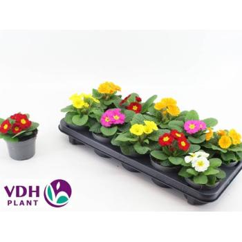 product/img.floraplaza.nl/112357-510-LIVE_fotos-0xF904FAD6B2BA6284A16B1DA763E0A9A17A2C9110.jpg