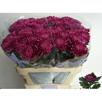 product/img.floraplaza.nl/112577-65-LIVE_fotos-0xB4C31C1E5EDC7C2758A679B333391B52F1EDCB2D.jpg