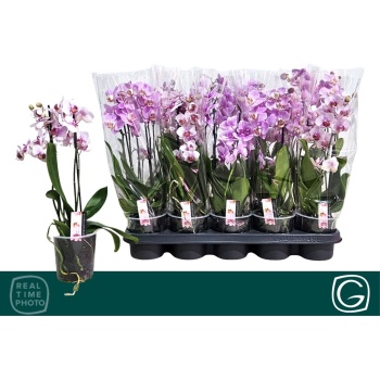product/img.floraplaza.nl/112591-12-LIVE_fotos-0xE91E93B751F83FB0BA54AB9F29D80EC9A2415FFC.jpg
