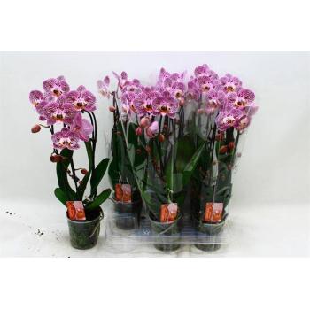 product/img.floraplaza.nl/112686-12-LIVE_fotos-0x1C3BD33BC1D5AAAEC652B9FE482D7AF50238E319.jpg