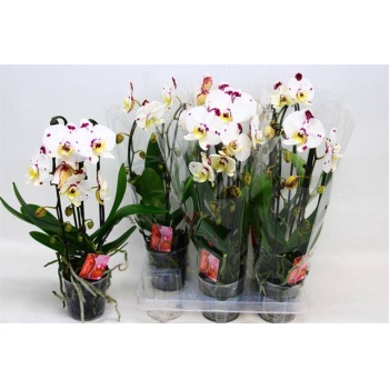product/img.floraplaza.nl/112686-12-LIVE_fotos-0xCEB0CA5E0D12EA7DC28AF51836C781EAB1D45085.jpg