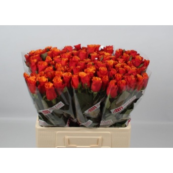 product/img.floraplaza.nl/112767-60AGRI-LIVE_fotos-0xA45F449AB9FDD5B0CA0BE95A2FBBB717DD88BD40.jpg
