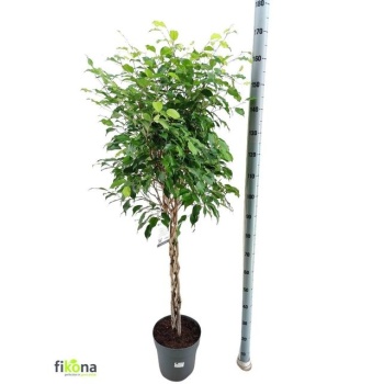 product/img.floraplaza.nl/11287-27-LIVE_fotos-0xB76CC9F020001E1E47B4517FB88E0CF213D3FD4E.jpg