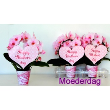 product/img.floraplaza.nl/112892-12-LIVE_fotos-0x809A3BE407E457AF9A0B65A296A9B681053B105B.jpg