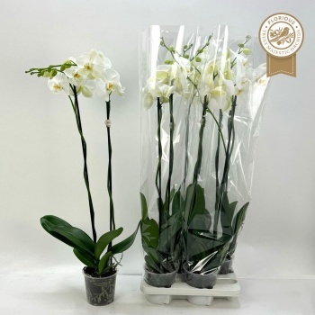 product/img.floraplaza.nl/112894-15-LIVE_fotos-0xA04CAF8E820ABD79A151B1DDE04BE8BC6A8649A6.jpg