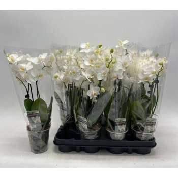 product/img.floraplaza.nl/112894-9-LIVE_fotos-0x106A358EA2B493887FFAE66D94AE68A3DD654071.jpg