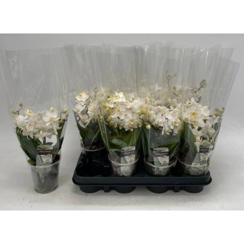 product/img.floraplaza.nl/112894-9W-LIVE_fotos-0x3E51CD3CD4FD8BFC95805F597D182DBEC35CB2CC.jpg