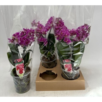product/img.floraplaza.nl/112895-12-LIVE_fotos-0xE7A091C6DEB5DEC78AC30DDC1C840377E0ECA08D.jpg
