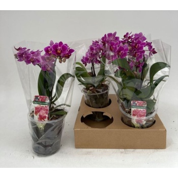 product/img.floraplaza.nl/112895-12-LIVE_fotos-0xF3559C9DC2383D41E69197D389F61D1FFFEF3CE5.jpg