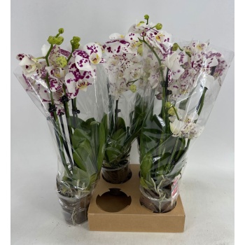 product/img.floraplaza.nl/112897-12-LIVE_fotos-0xB9FDC6234E60B3FBBB22216121DC8DE4EC241BE4.jpg
