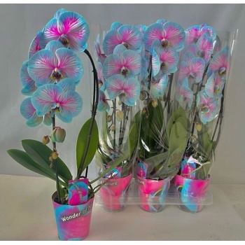 product/img.floraplaza.nl/112897-12-LIVE_fotos-0xD48B55B445B4DE061E66EBD83BED92275818E3AA.jpg