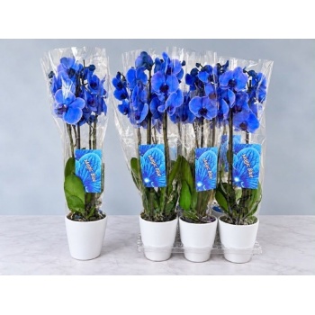 product/img.floraplaza.nl/112897-12MB-LIVE_fotos-0xF7097C0600979770E55BB27EDBF6E4665489C9E3.jpg