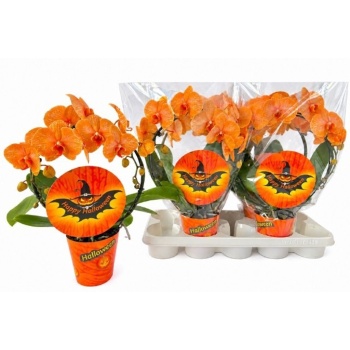 product/img.floraplaza.nl/112897-12O-LIVE_fotos-0xC436A6A53B3BA3ABD019C11588C0FDDCC0829591.jpg